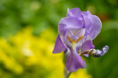 Close-up of purple flowering plant