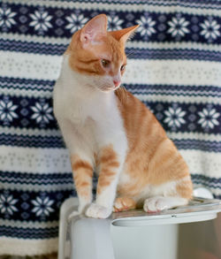 Close-up of a cat looking away