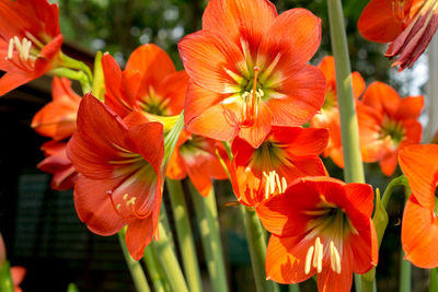 Close-up of red flowering plants