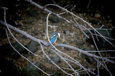 Close-up of bird perching on branch