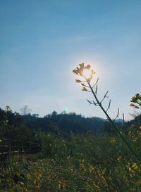 Close-up of flowering plants on field against sky