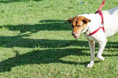 Dog on grass