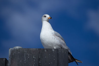 Low angle view of seagull perching against blue sky