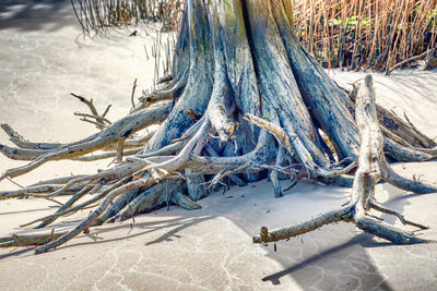 High angle view of dead tree on sandy beach