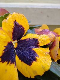 Close-up of yellow flower