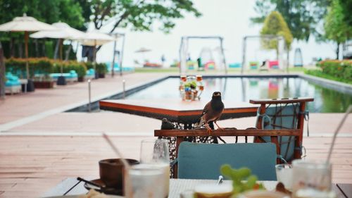 Bird perching on a table