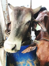 Close-up portrait of cow