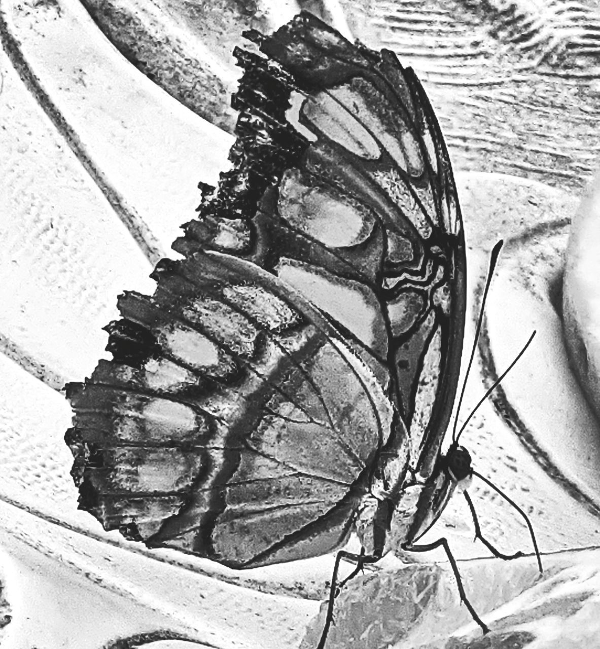 butterfly, black and white, sketch, moths and butterflies, drawing, cartoon, insect, monochrome photography, wing, close-up, monochrome, no people, animal, nature, animal themes