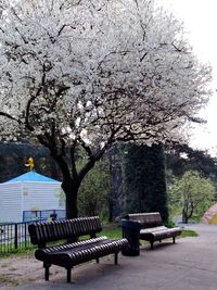 Empty bench by tree in park