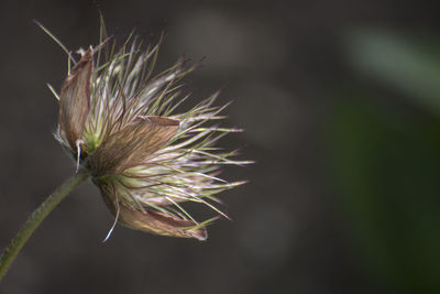 Close-up of wilted plant