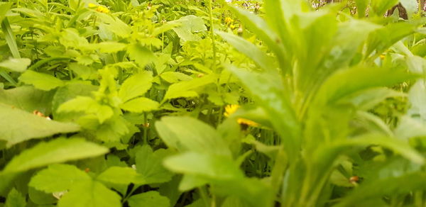 Full frame shot of fresh green leaves