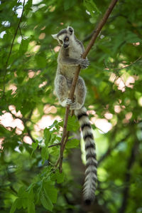 Low angle view of a squirrel on tree