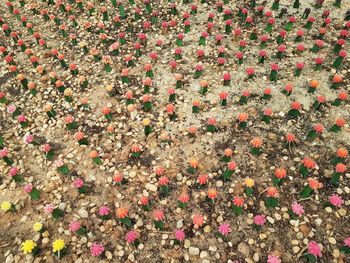 High angle view of flowering plants on field