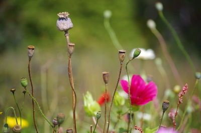 Close-up of pink flower