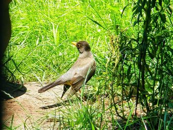 Full length of a bird in forest