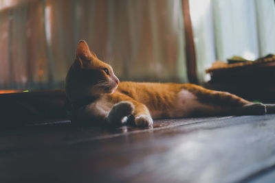 Close-up of a cat resting at home