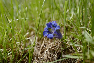 Close-up of purple crocus flowers on field