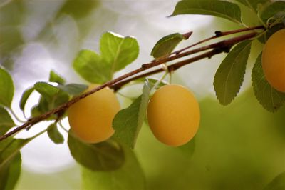 Close-up of fruits on tree