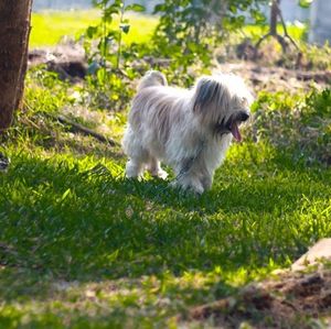 Dog standing on grassy field