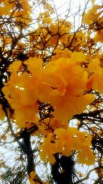 Low angle view of yellow flowering plant on tree