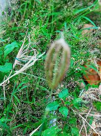 Close-up of fresh green plant