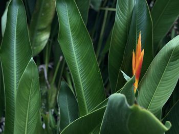 Close-up of green leaves on plant