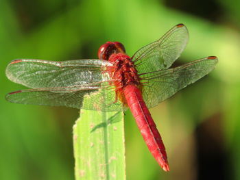 Close-up of dragonfly on leaf