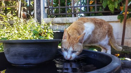 Cat drinking water from potted plant
