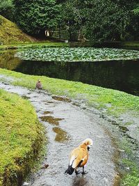 Dog walking on grass by water