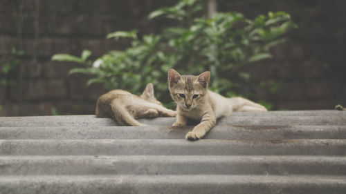 Portrait of cat sitting on staircase