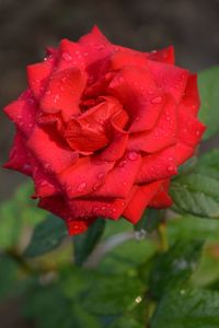 Close-up of wet red rose blooming outdoors