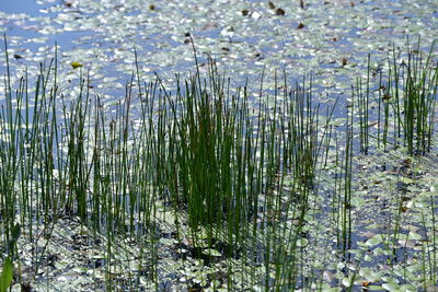 Scenic view of lake