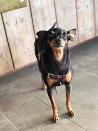 High angle view of dog standing on hardwood floor