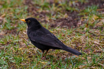 Close-up of bird perching on grass