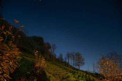 Low angle view of trees against sky at night