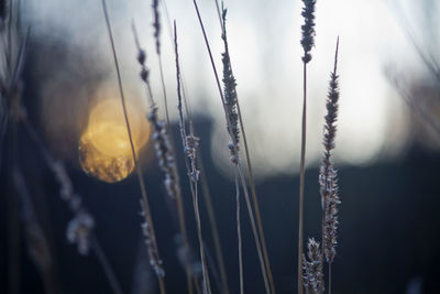 Close up of plant against blurred background