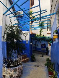 Plants growing outside building