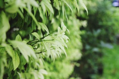 Close-up of green leaves in park