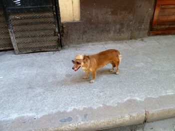 View of cat