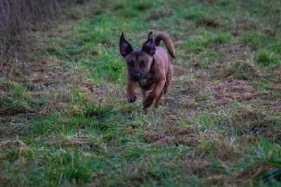 Portrait of dog running on field