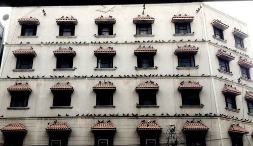 Birds perching on building