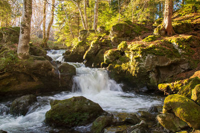 Scenic view of waterfall in forest