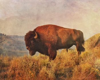 American bison standing on field against sky