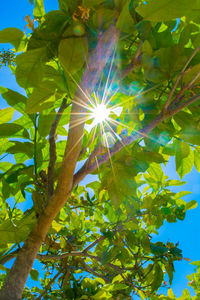 Low angle view of flower tree against sky