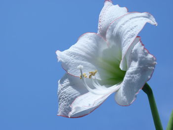 Low angle view of white flowering plant against sky