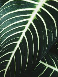 Close-up of leaves
