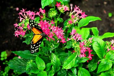 Close-up of butterfly on pink flower