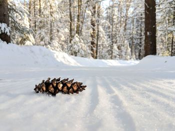 View of crab on snow covered trees