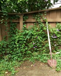 Plants growing in backyard