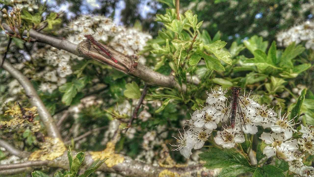 Hawthorne blossom